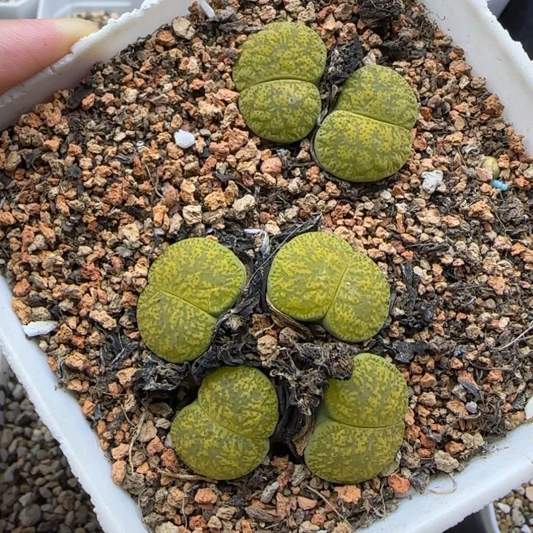绿紫薰母本群满30包邮发货