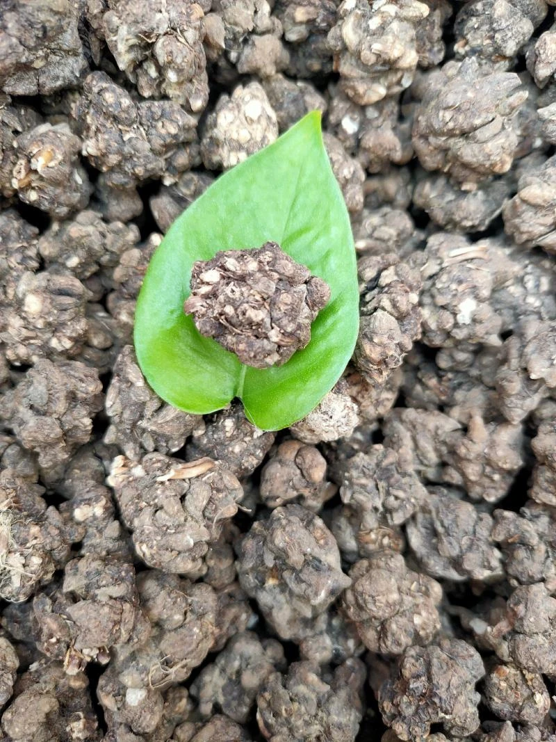 小黄土特产～[猫～爪～草]