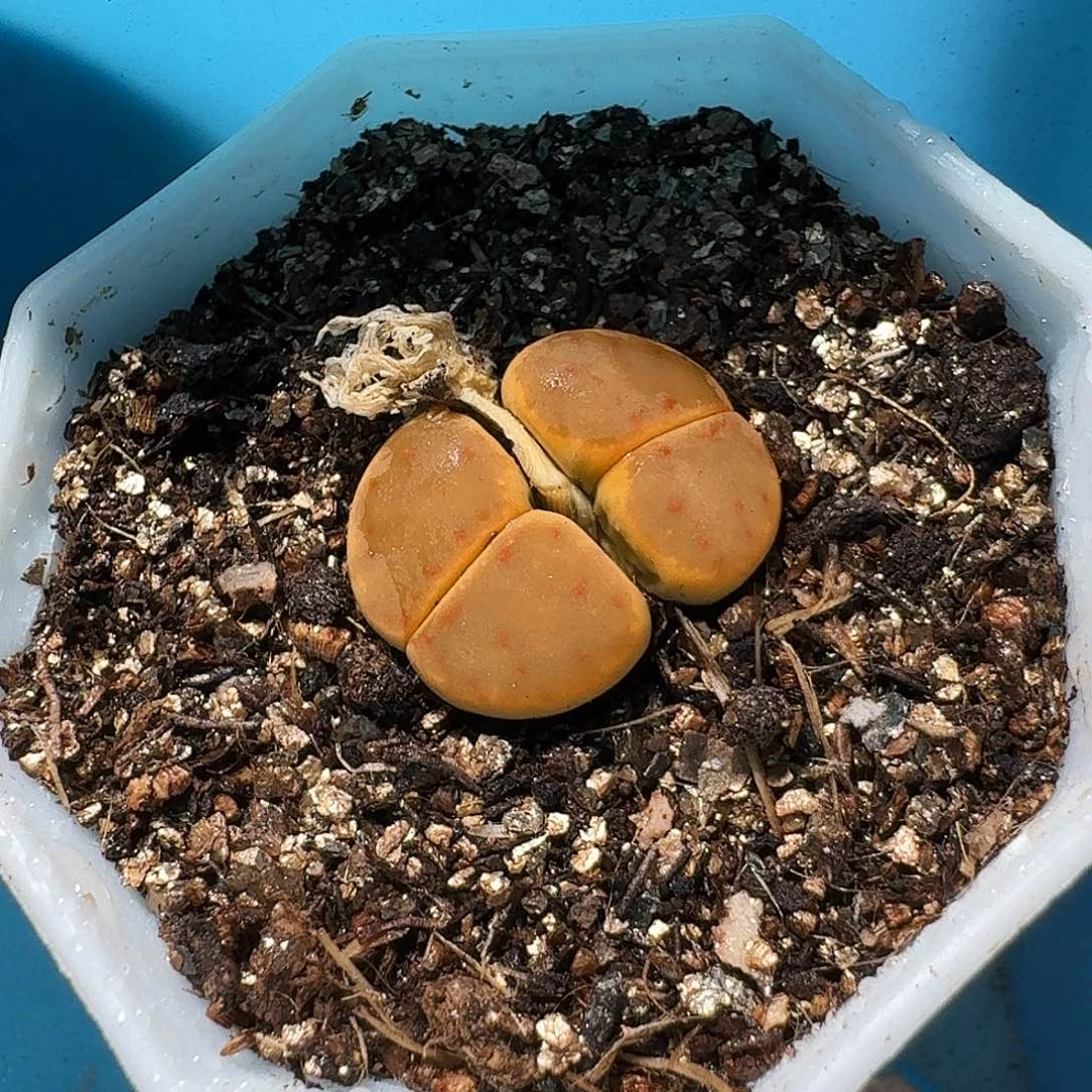 生石花等植物111111。 用户宝。  185