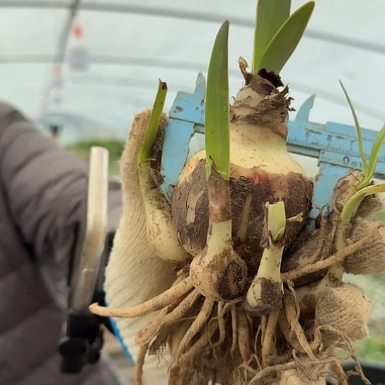 双梦5～6带5个侧 开花包对版