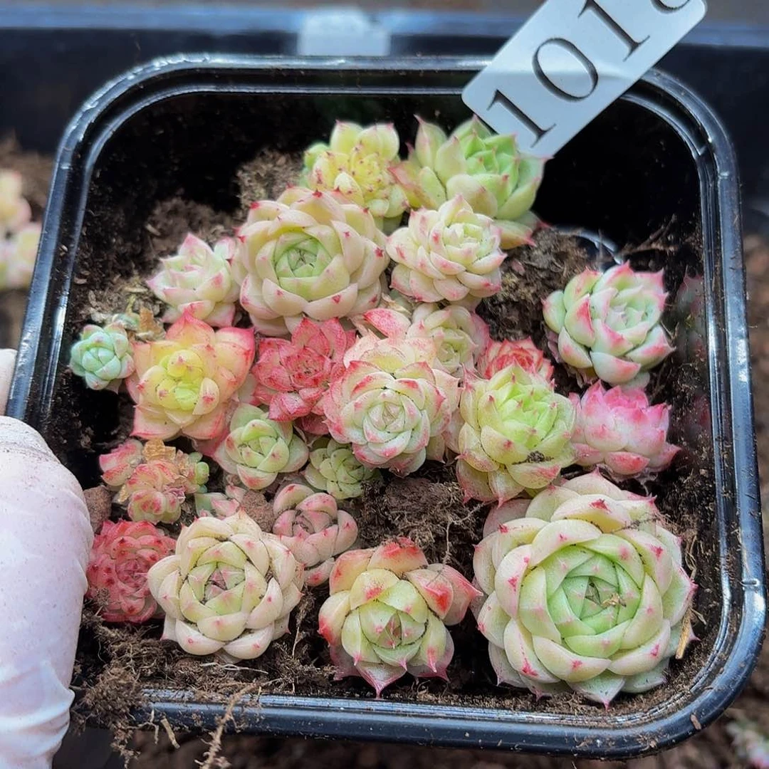 多肉植物多肉植物1018