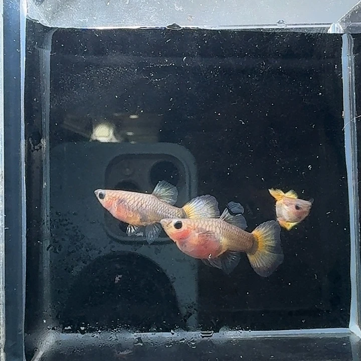 孔雀鱼黄金玻璃猫一组3条