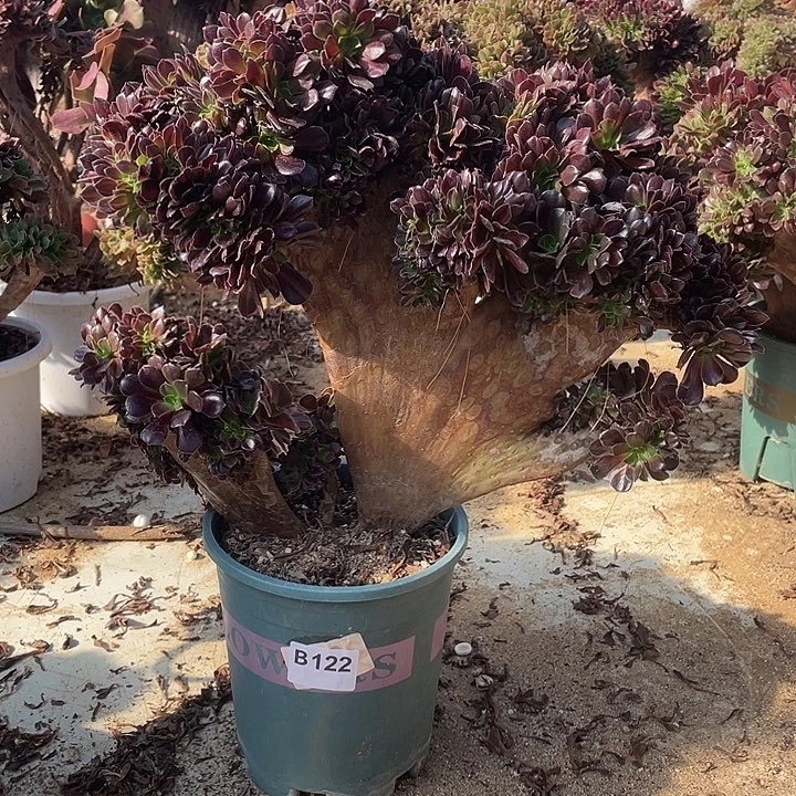 B122欧紫缀化48-1脱土包邮