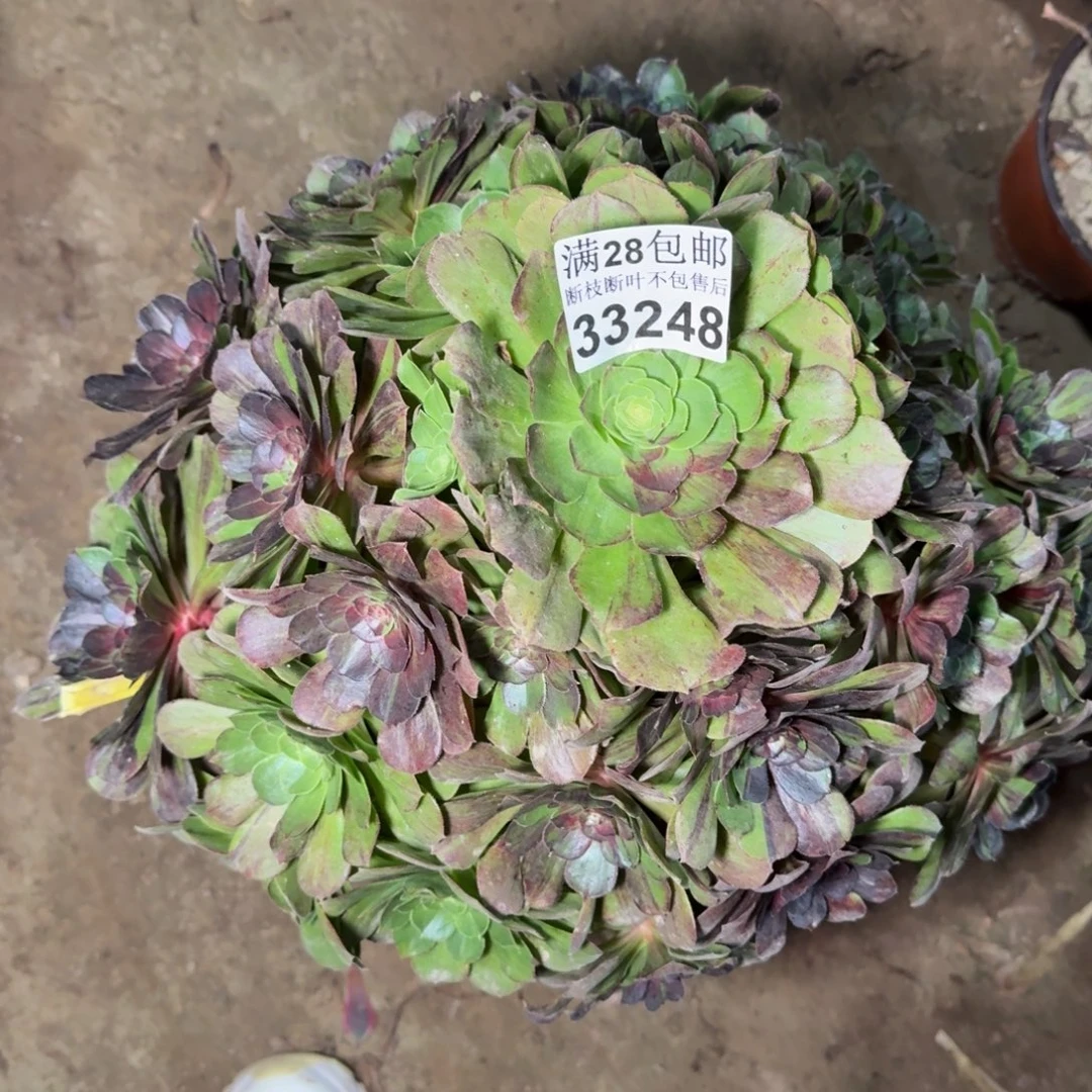 自***人33248花月夜多肉植物