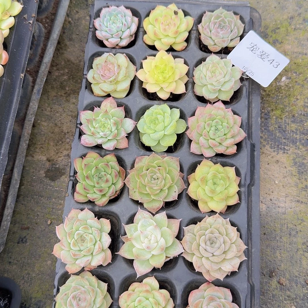 直播福利一物一拍43