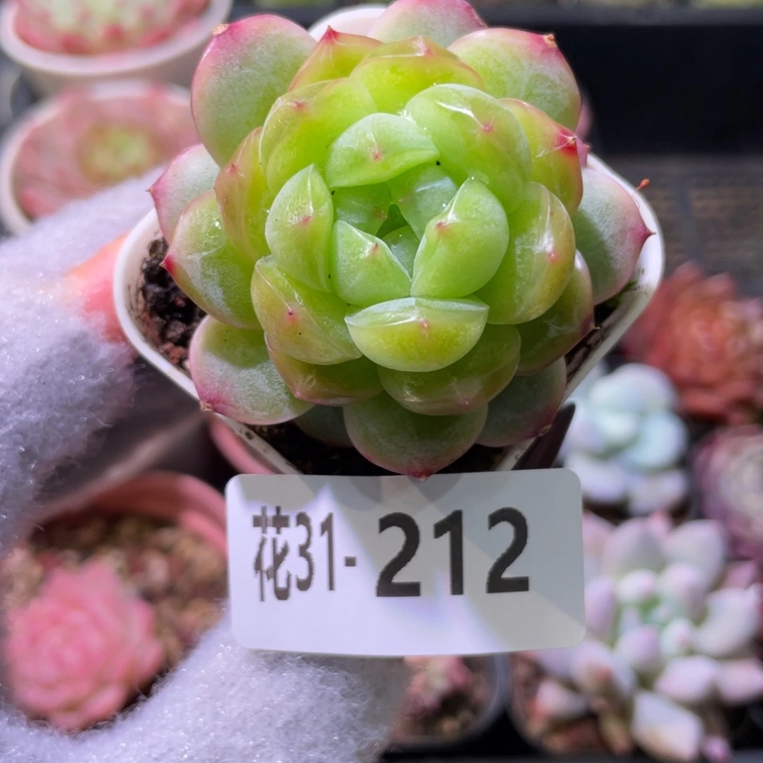 花利美31-212新品珍妮