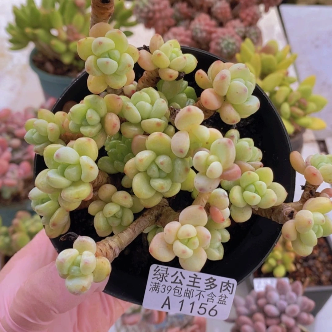 劳尔老桩有砍11cm1156点人气