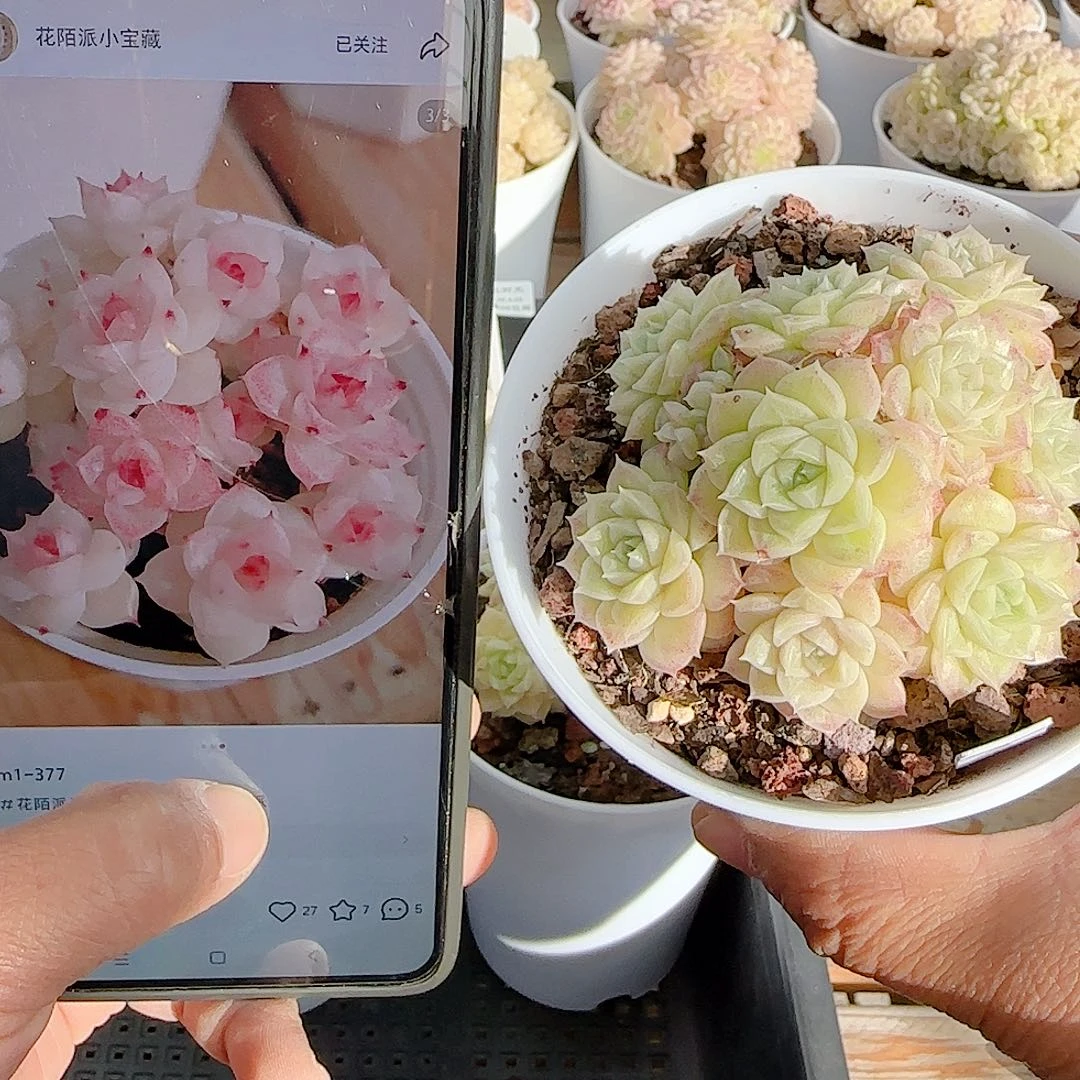 平***遂0104-113（m1-377）优选