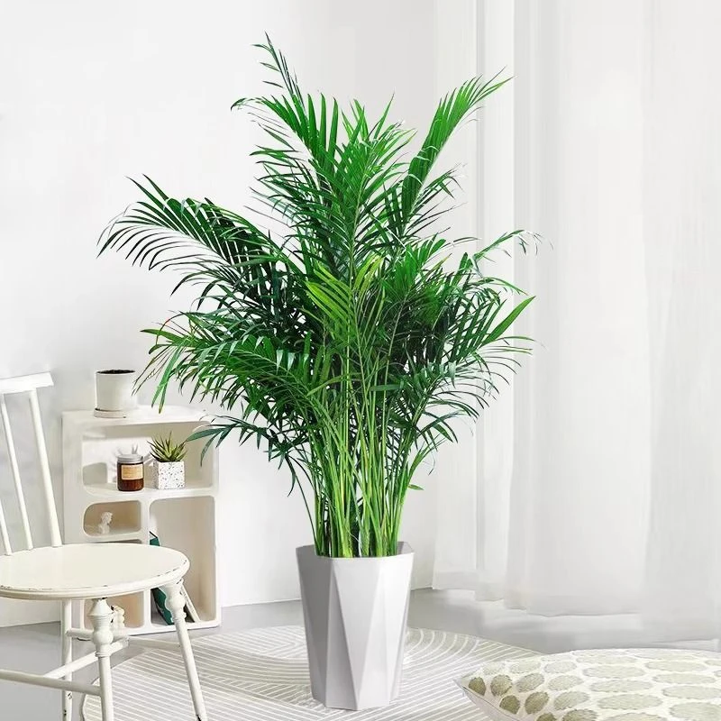 富贵椰子1.1-1.2米室内落地绿植简单好养