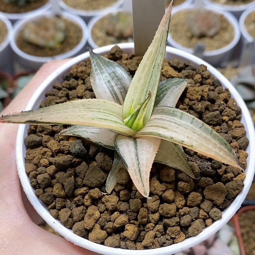 【闪购商品】48龙鳞锦