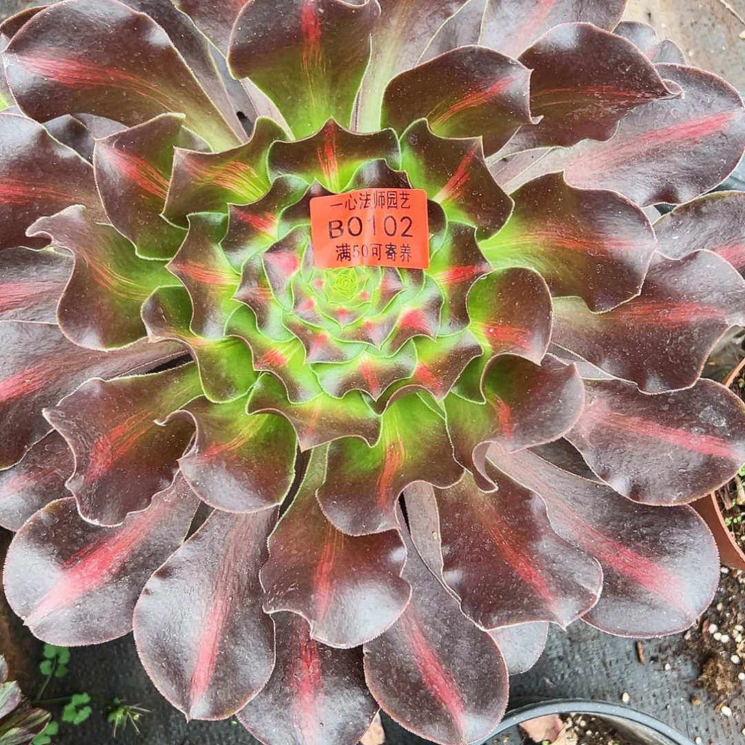 0102多肉植物爱丽丝中班