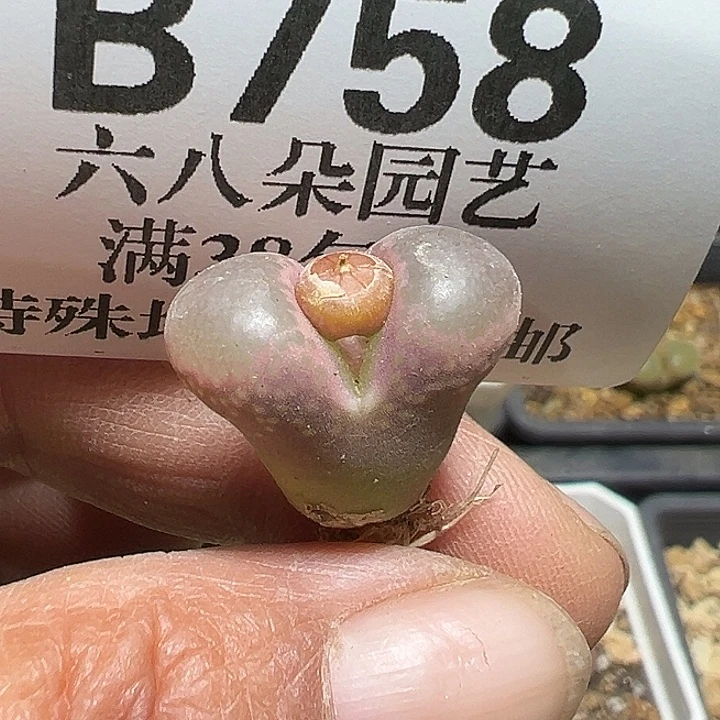 758号风铃多肉植物