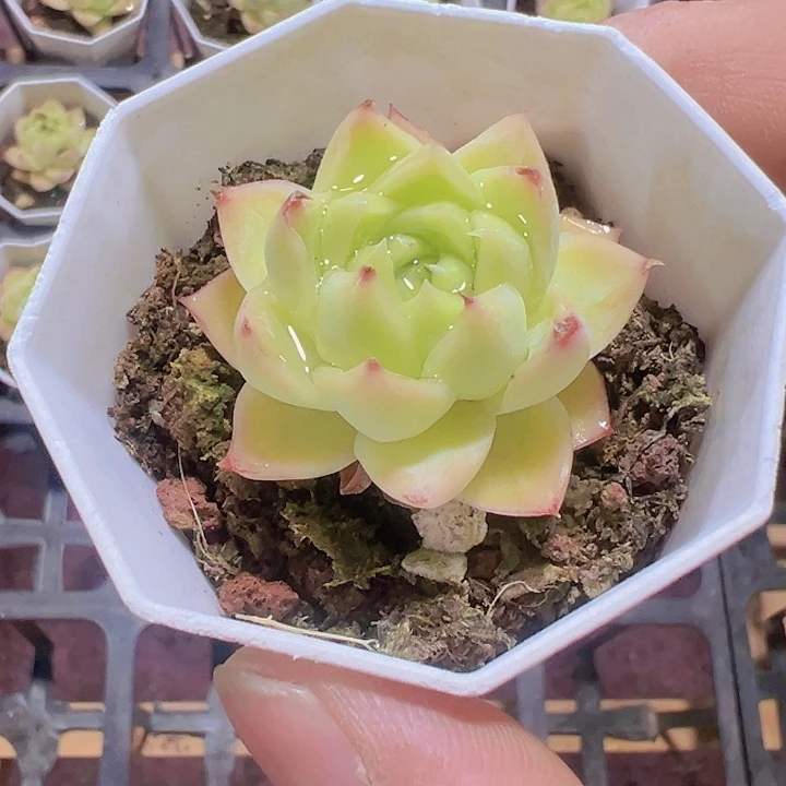 麦秆女王精品多肉植物