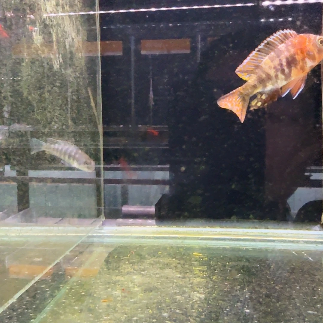 乄****海水397孔雀。