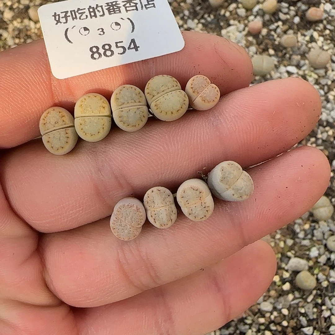 糟***猫8854。默认脱土。18包邮。偏远88包邮