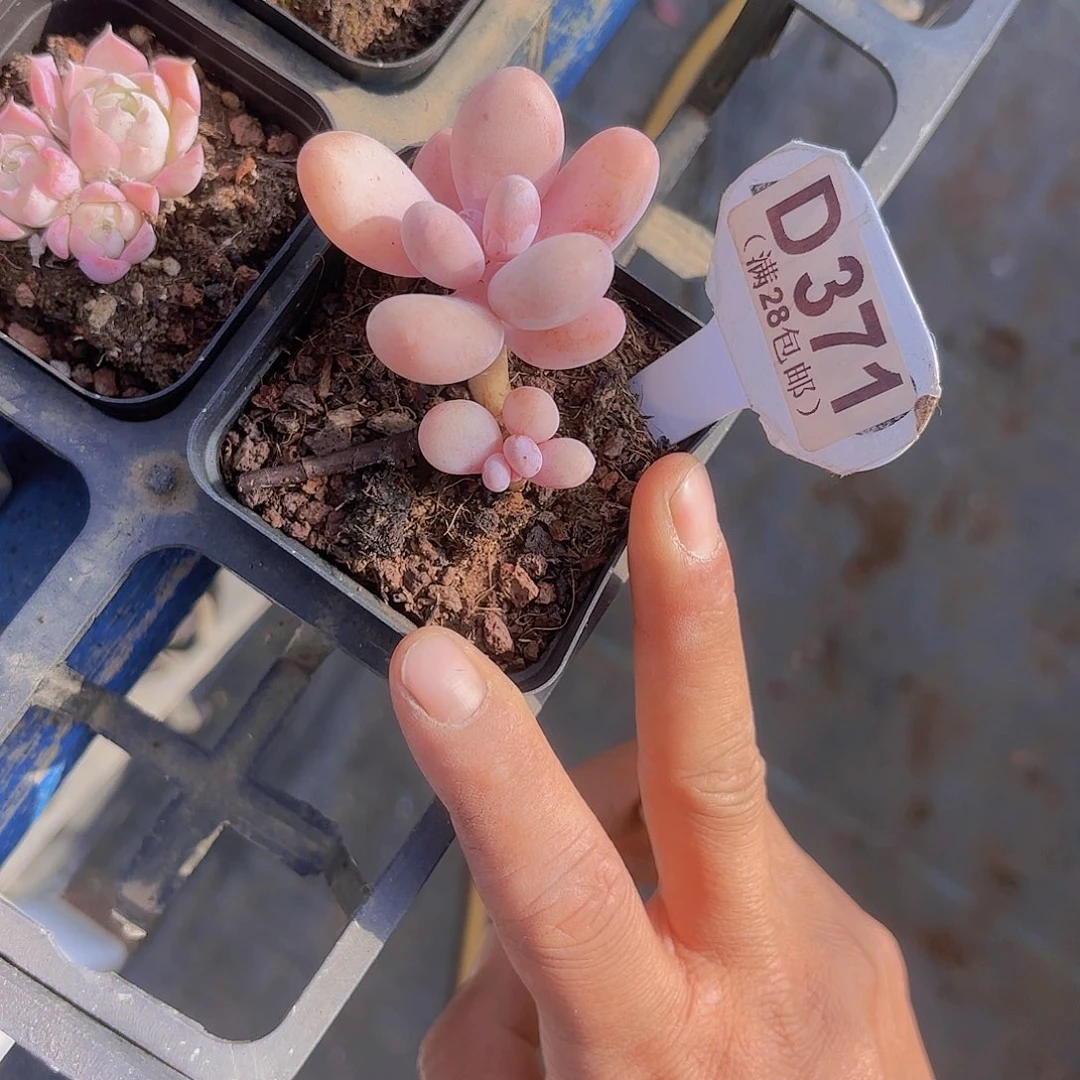 D371珍珠奶一物一拍