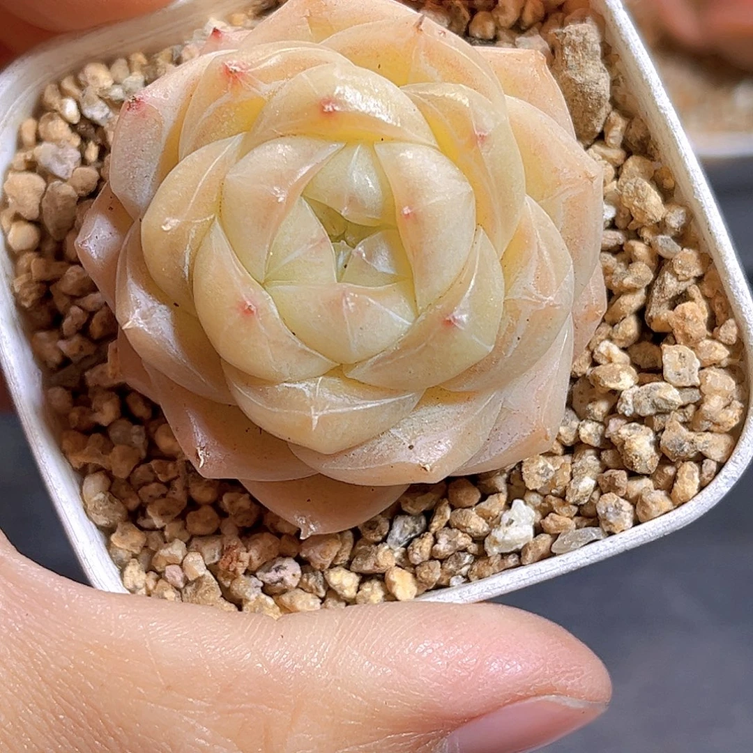 K551 新品珍妮  满18包邮