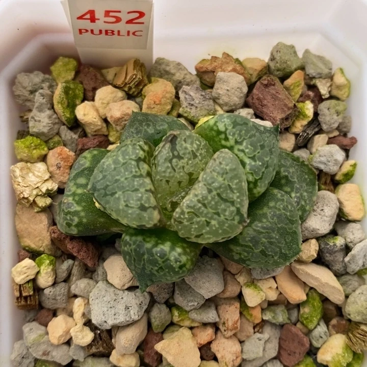 452号裹白银带盆发货