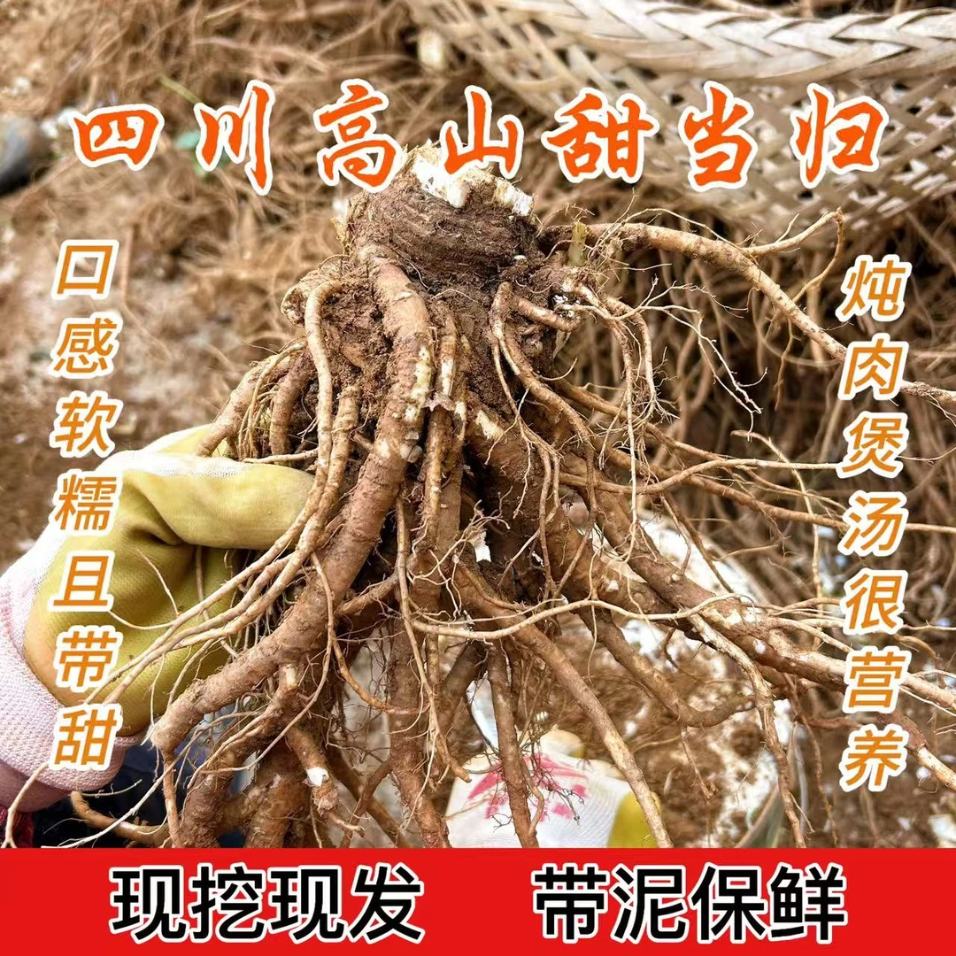 新鲜甜当归四川汉源高山原产地现挖现发煲汤炖肉煎煮滋补养生