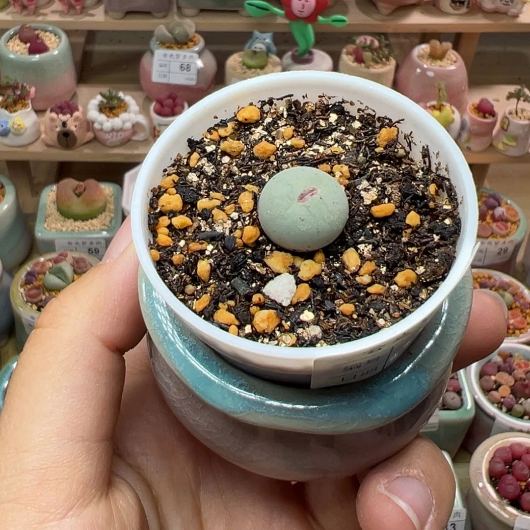 ?*?多肉植物88号种好