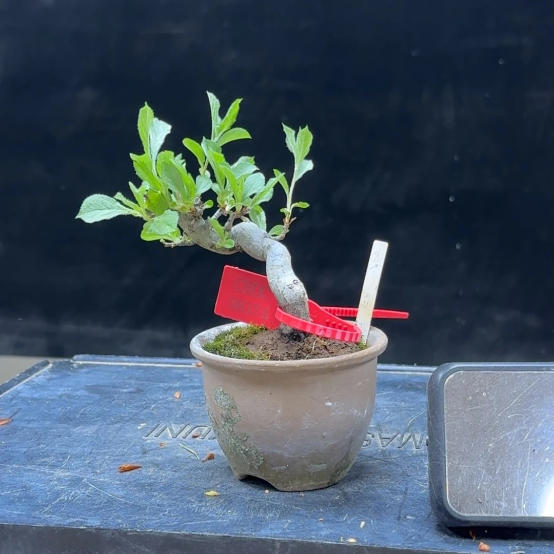 无花朵啦*1顺丰到付不包邮