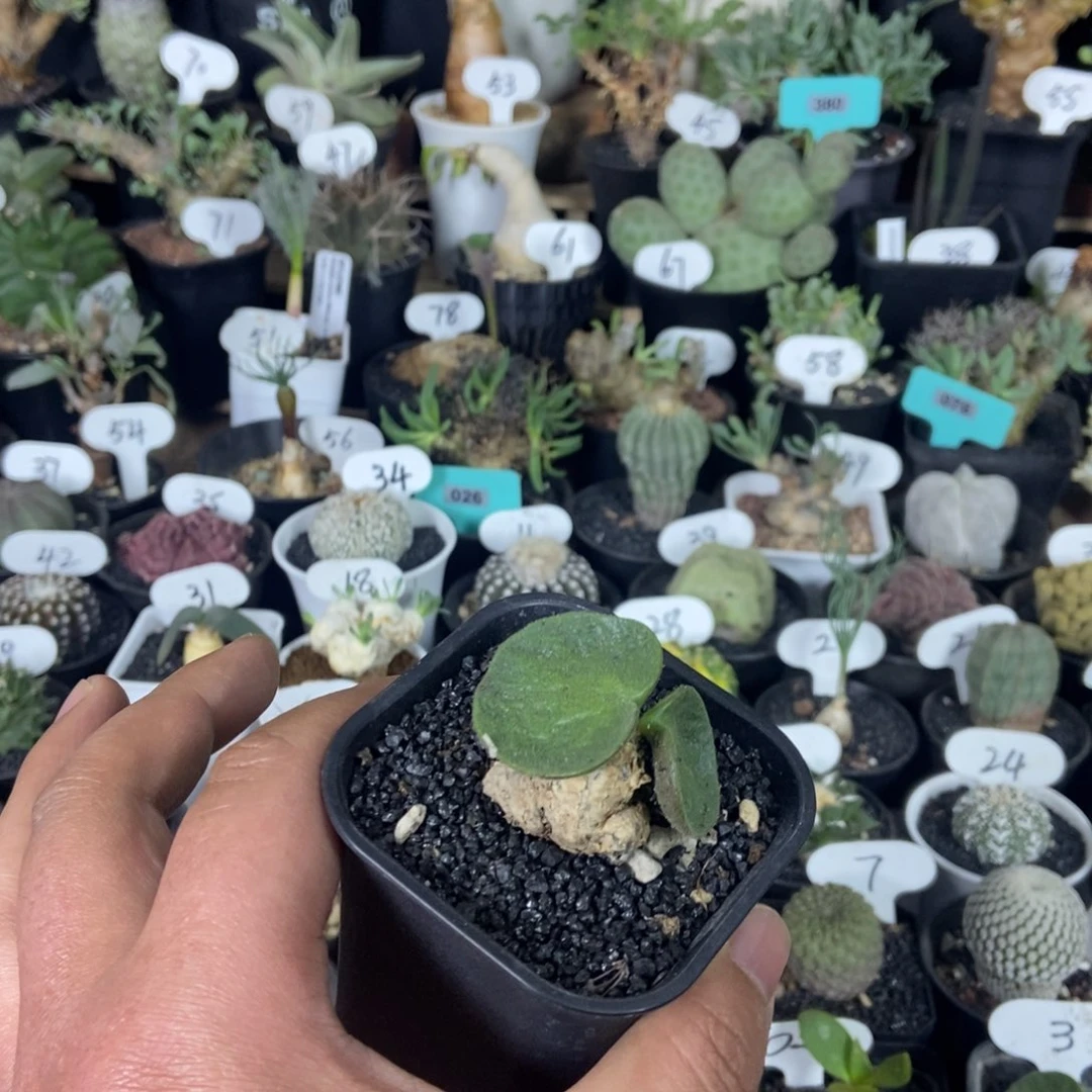 大***王猪耳朵块根一物一拍