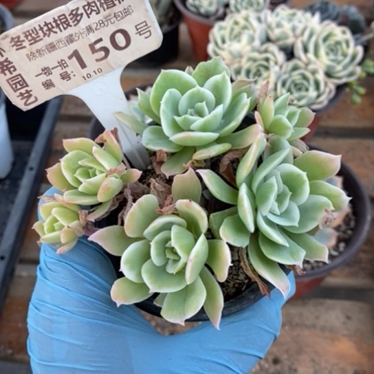 150一一一一一一一一一