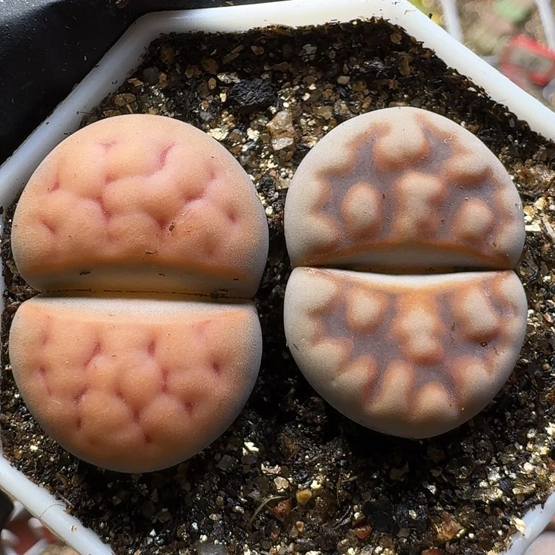 生石花11111。   227