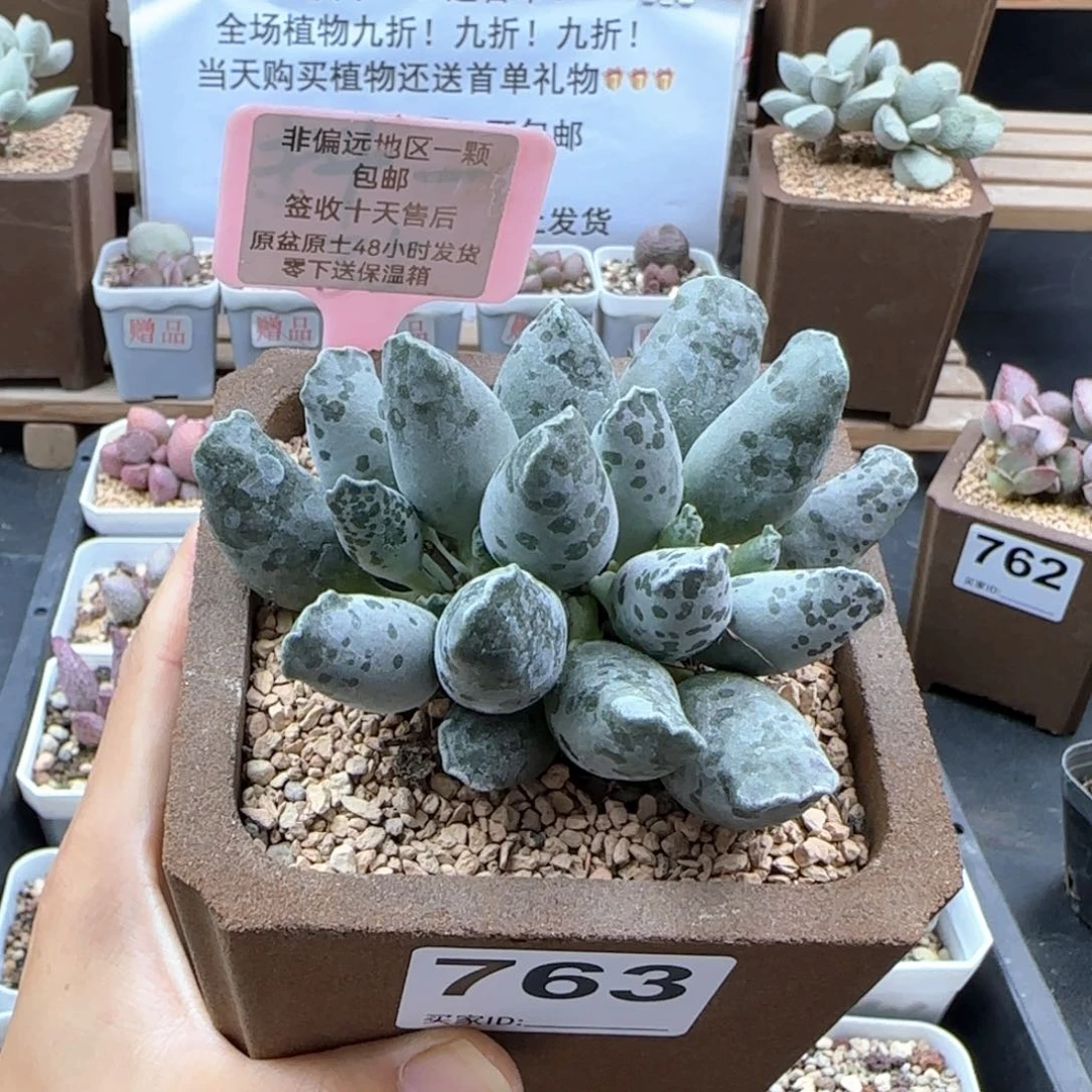 763白肌海报多肉