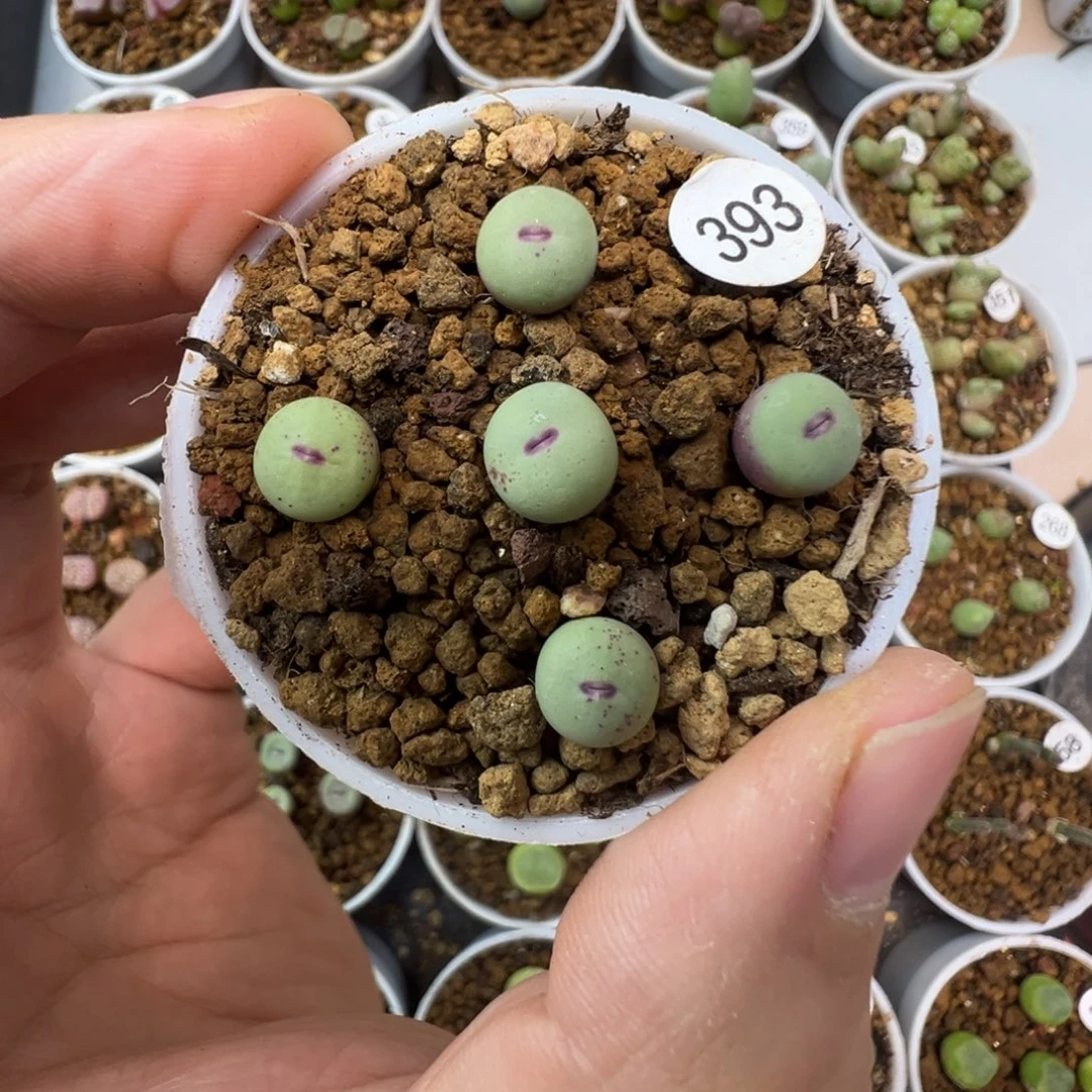 优选中嘴一颗脱土3930000