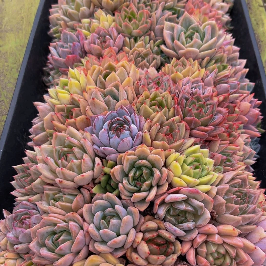 安***昇083多肉植物和植物在生长发育