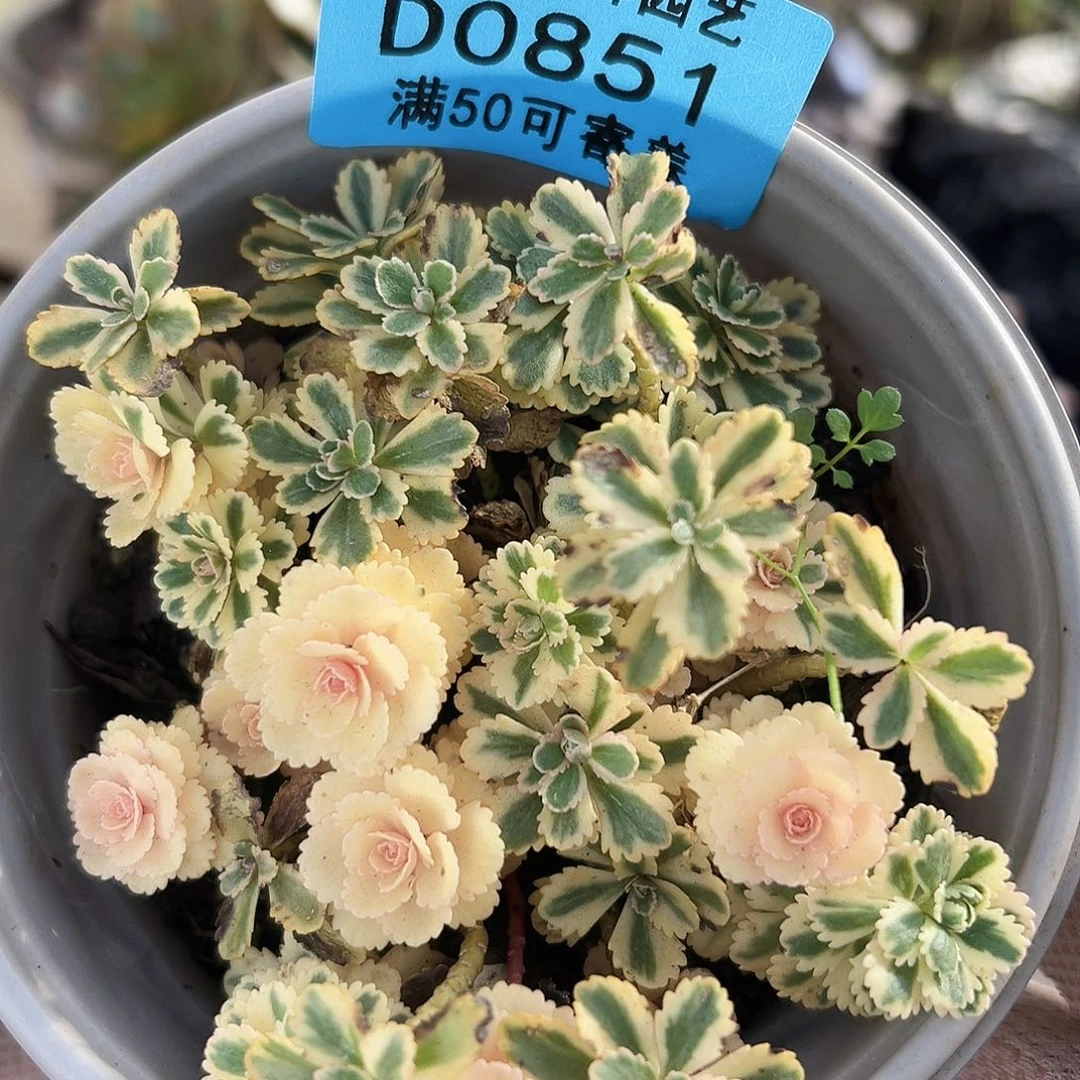 多肉植物多肉植物815