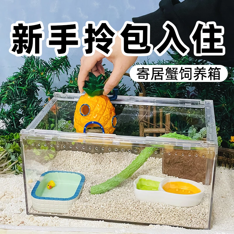 寄居蟹新手饲养套餐套装 亚克力饲养箱饲养盒儿童礼物活体小萌宠