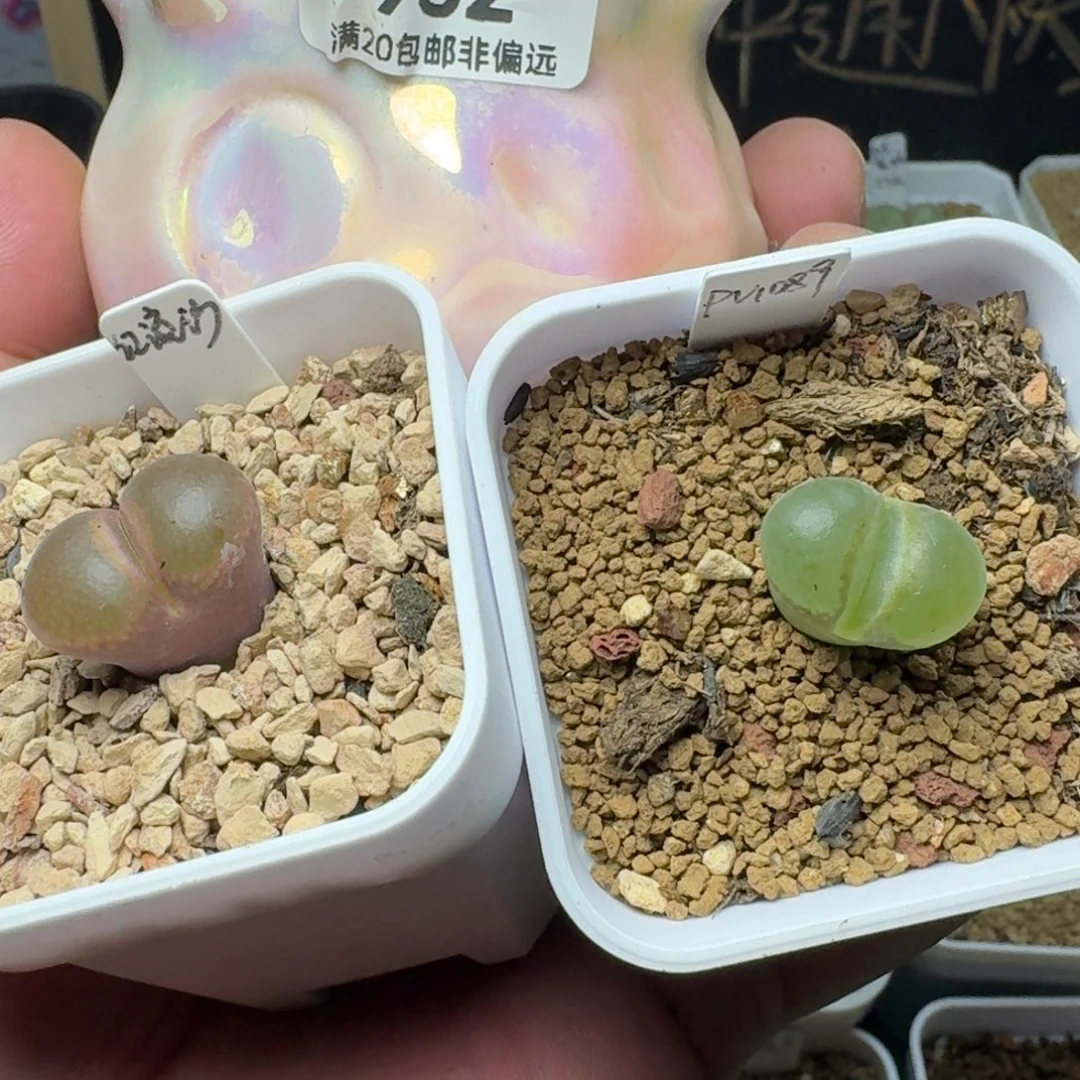 ****^红流沙1鲑鱼粉1盆1