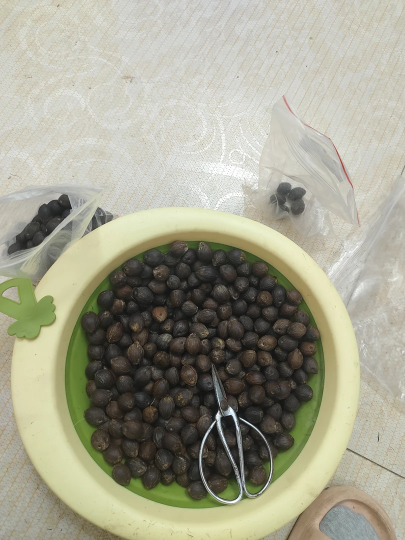 文玩风化黑金鼠短款50颗