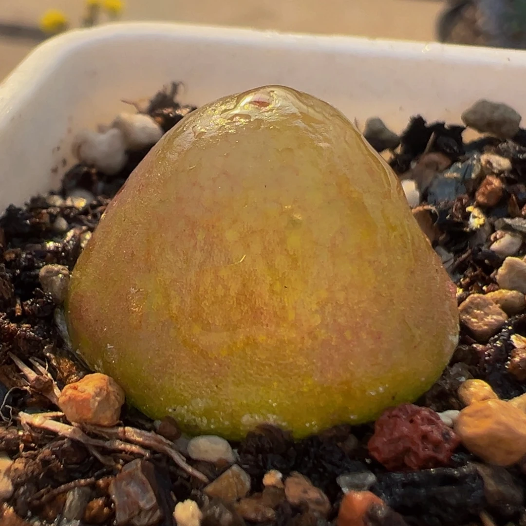 95多肉植物百科植物