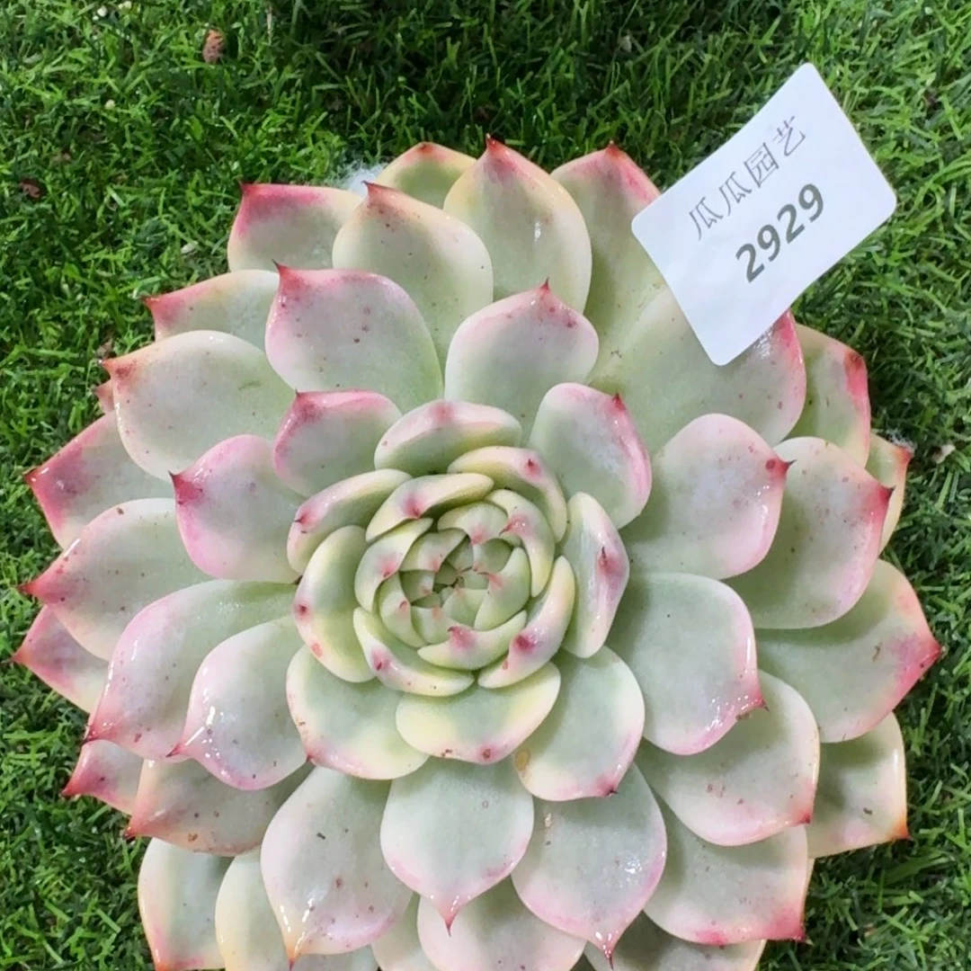 2929吉娃娃锦多肉植物