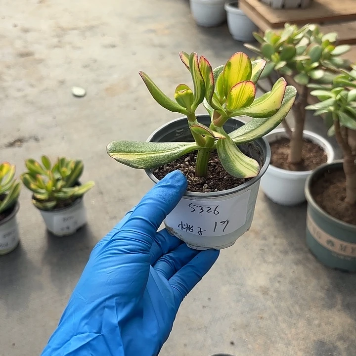 桃***6当前无花栽培后可以开花卷叶19