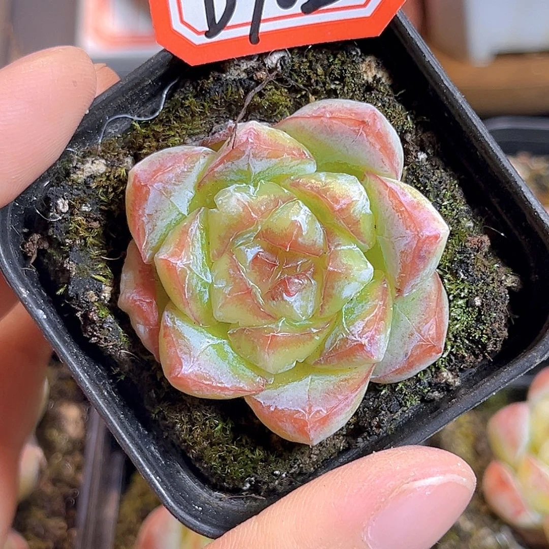 D902 一物一拍 扶虞