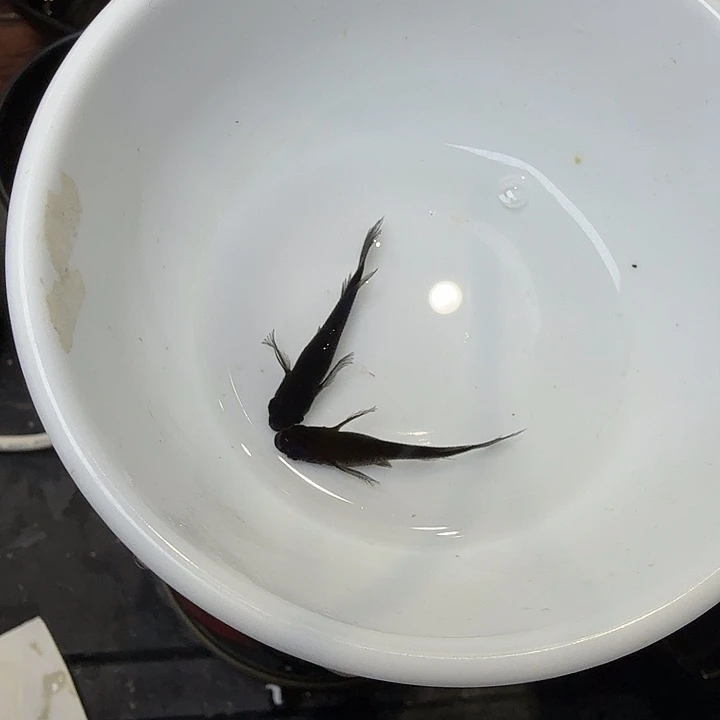 青鳉鱼32号拍品长鳍大蛇