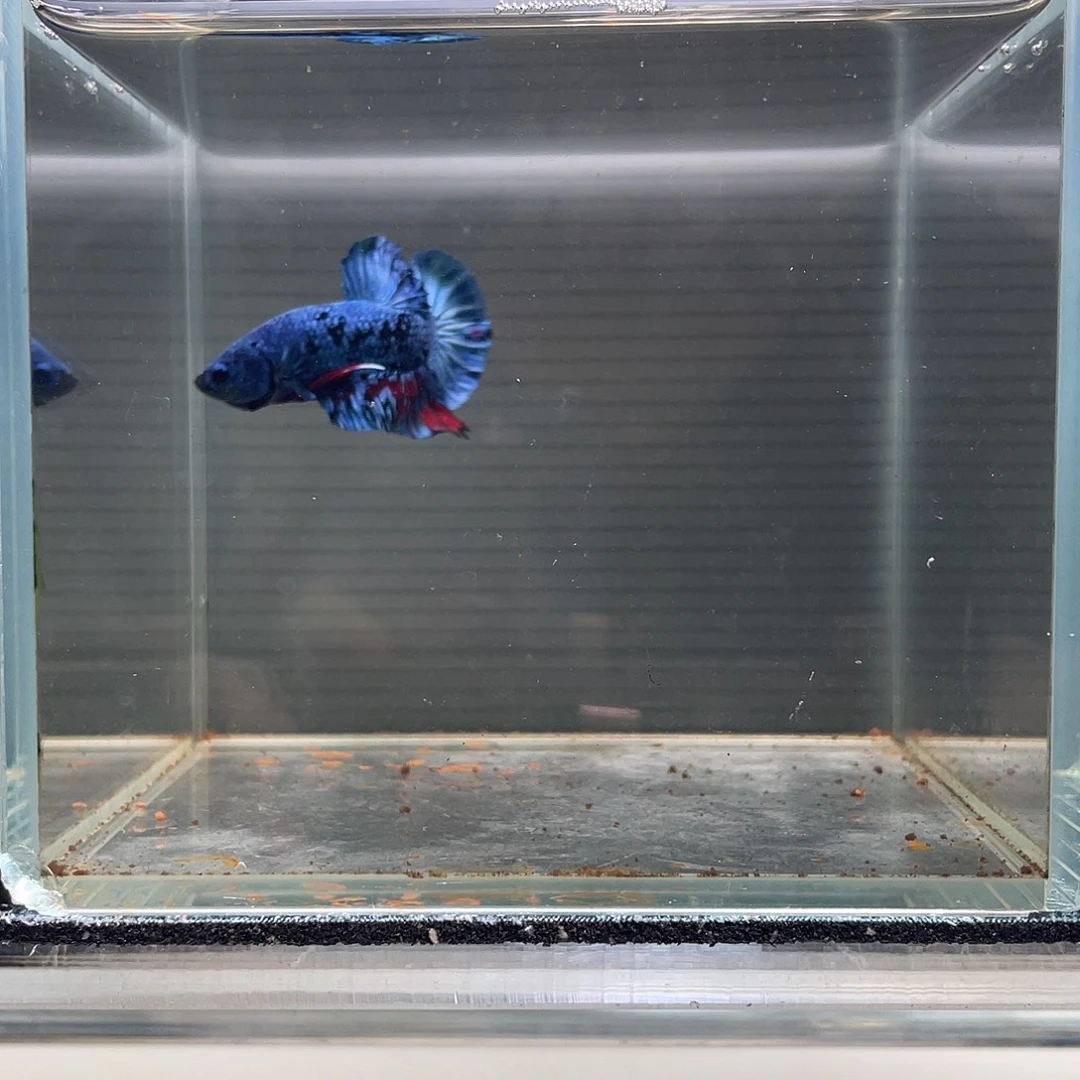 斗鱼九月十日竞价