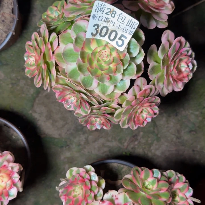 3005荔枝多肉植物