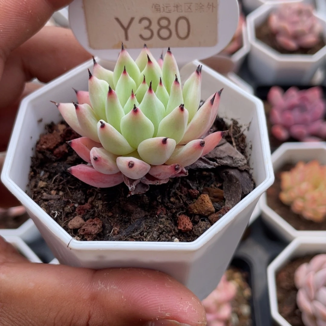 0380绿爪4.0厘米