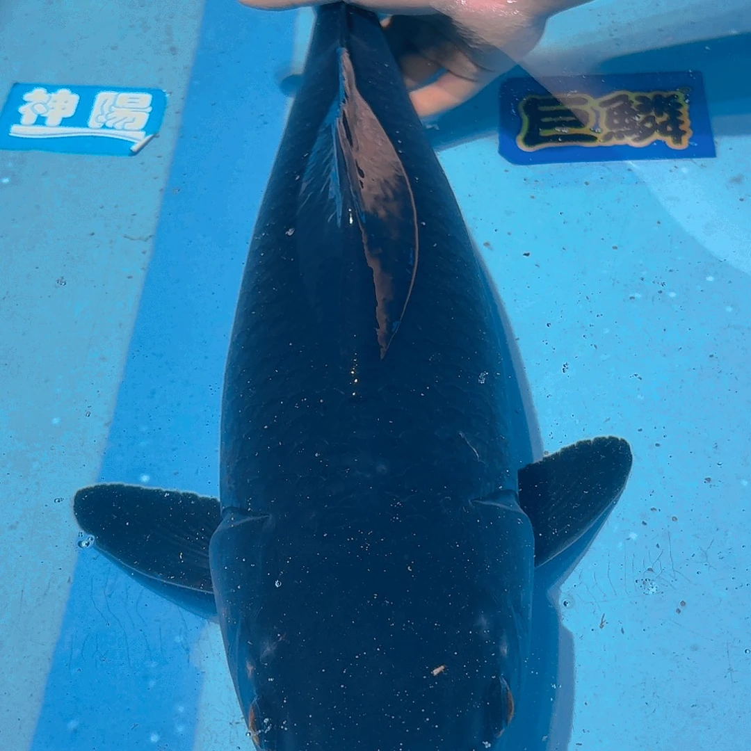 锦鲤铁包金锦鲤专拍链接