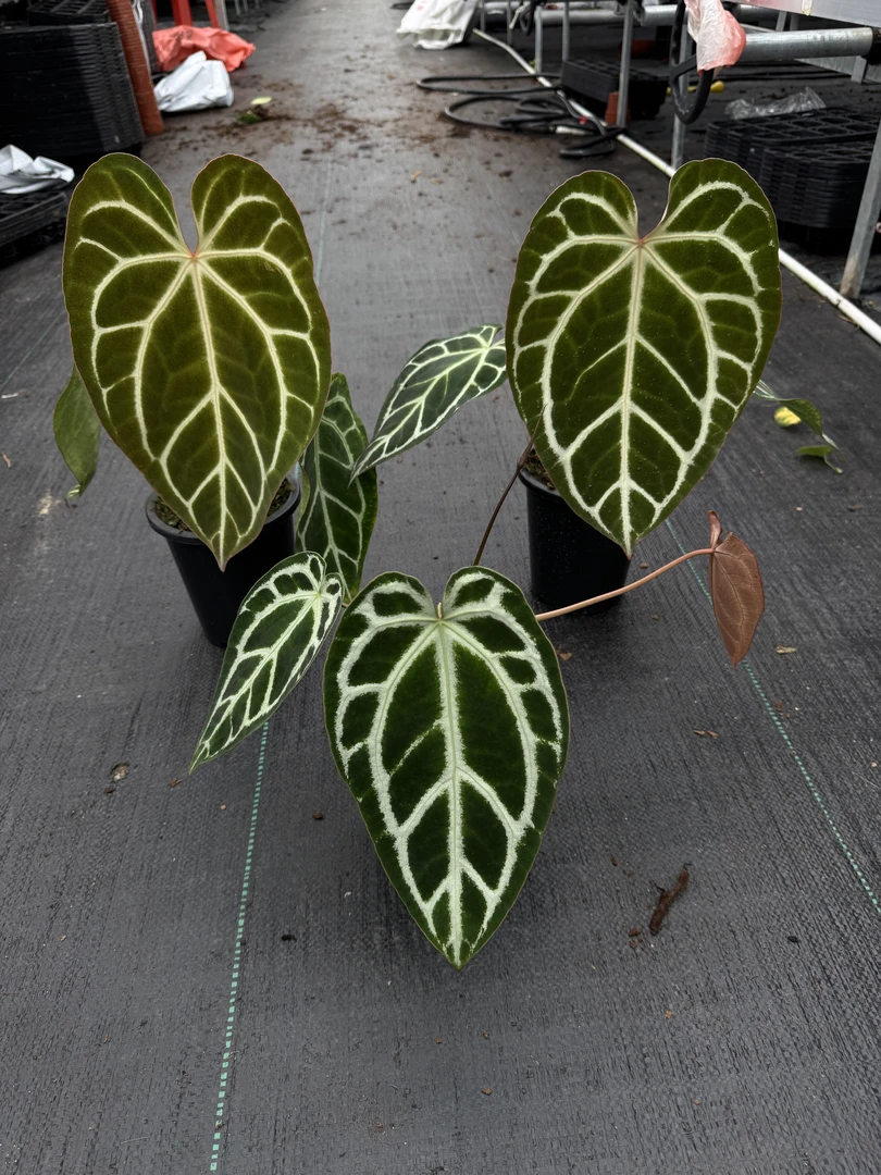 【优选】SKG银杂粗脉－天南星科网红热植水晶花烛　附发货苗情