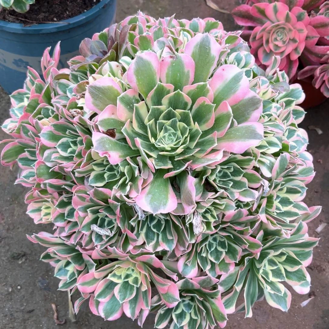 多肉植物白凤1006