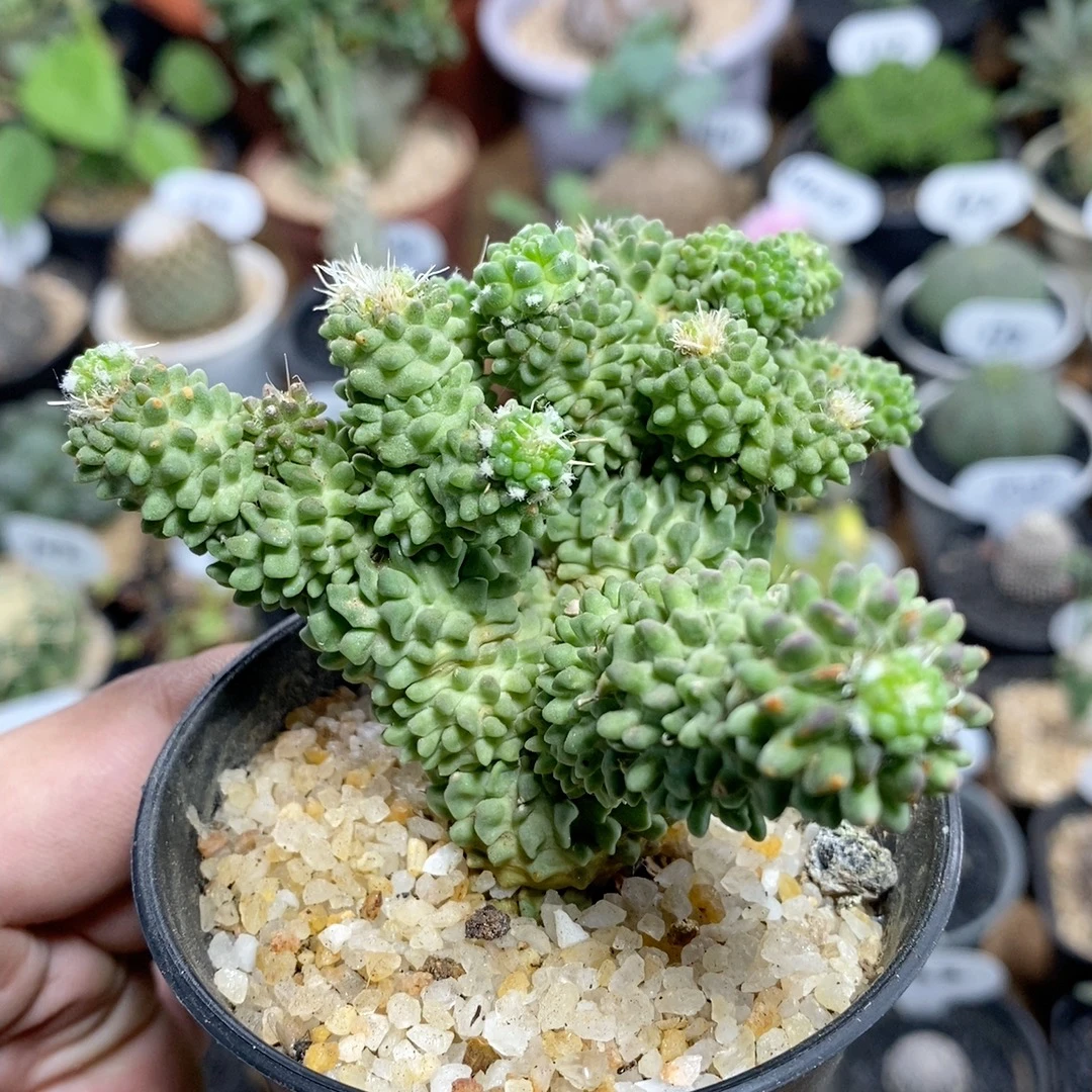 317号群生精子球8cm