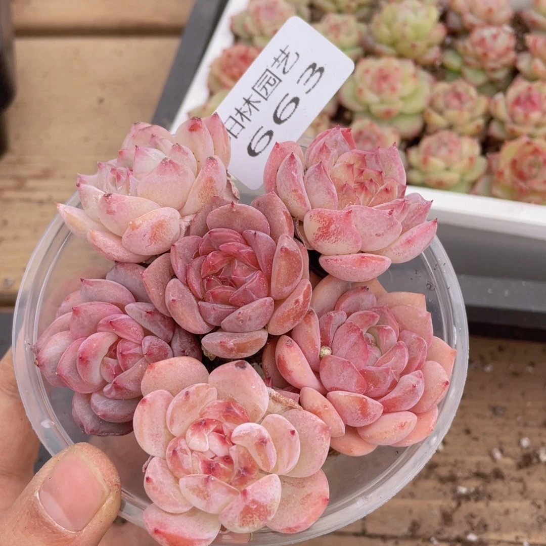 多肉植物多肉植物663