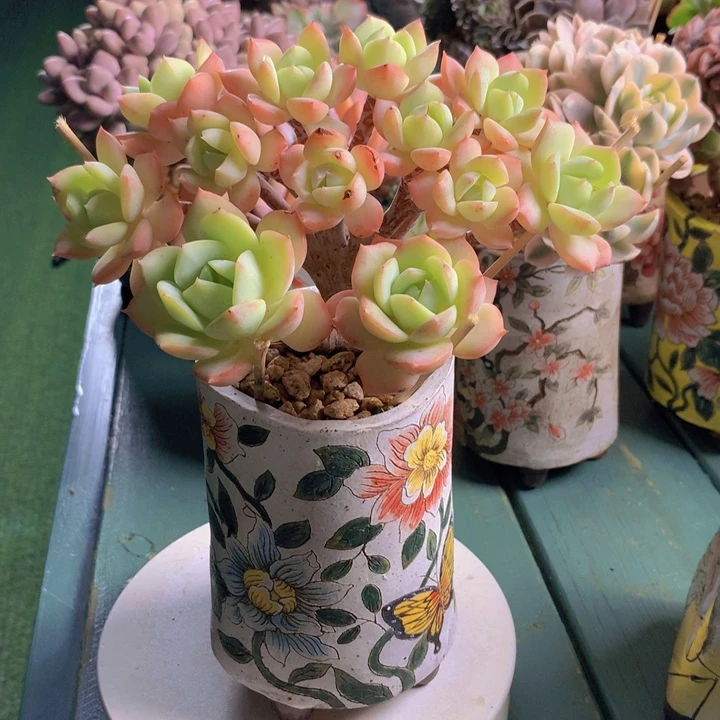 恋曲朵朵无砍自然小树
