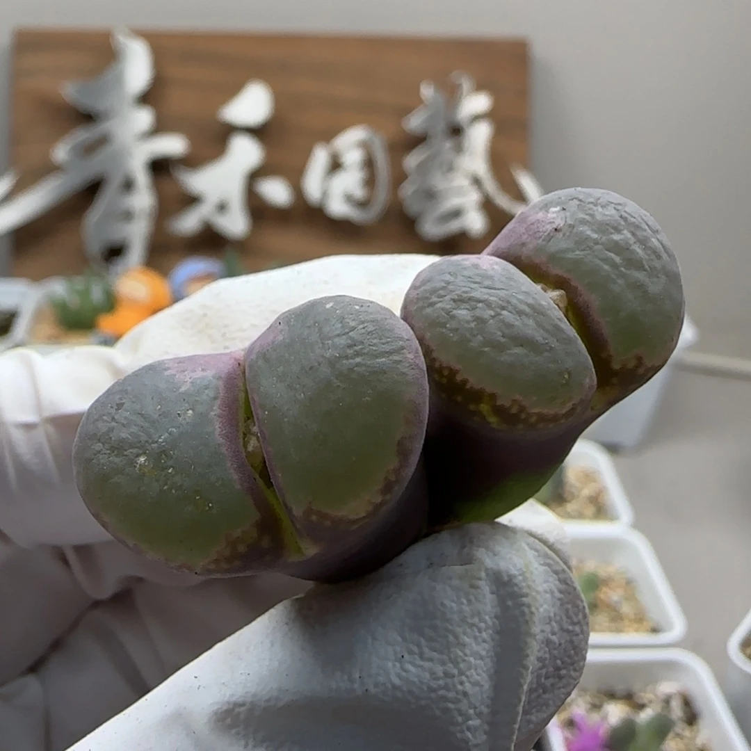 露***露9-22当天满38包邮特选日系紫红翻窗风铃2.2cm脱土